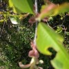 A tree shows the ravages of the Winter Moth.